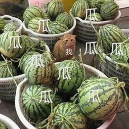 揭秘娱乐圈幕后故事：吃瓜娱乐与美食视频背后的真实面貌